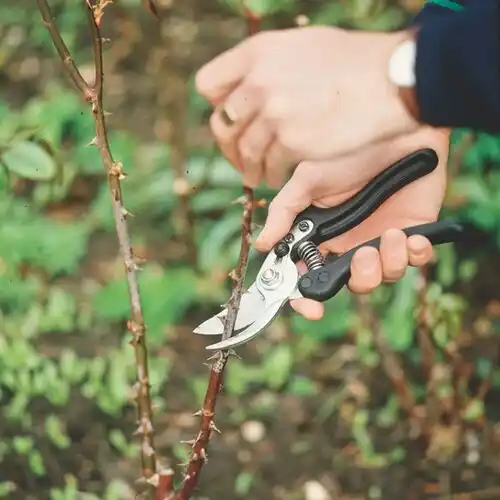 tree services United States